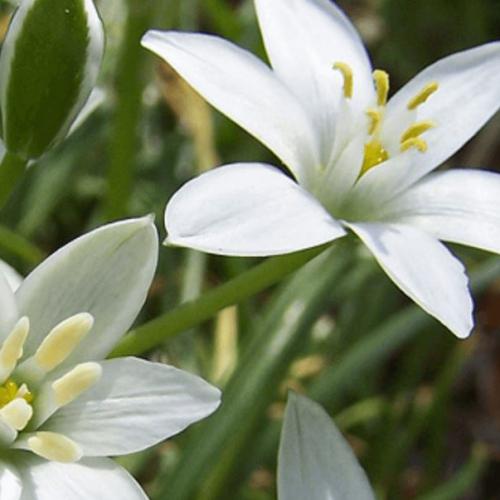 Star of Bethlehem