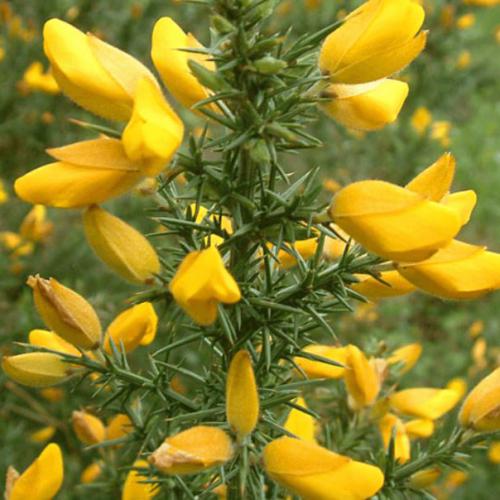 Gorse