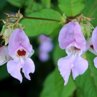 Impatiens