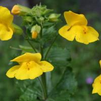 Mimulus